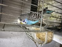 Damızlık Dişi Nazar Boncuğu Muhabbet Kuşumuz