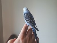 Yakışıklı Maviş Muhabbet Kuşu