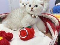 Safkan Point Shaded ve Tabby Kediler Catteryden