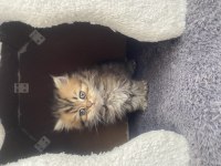 Tabby british longhair