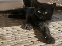 Simsiyah lekesiz yeşil gözlü british shorthair