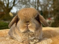 HOLLANDA LOP VE TEDDY LOP YAVRULAR