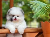 Teddy Bear / Teacup Pomeranian Bebekler
