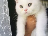En güzel ve en tatlı iran kedisi kardeşler