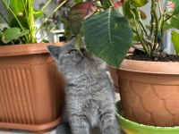 British shorthair küçük prenses
