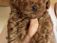 Toy Poodle İçin Ulaşın