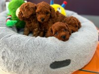TOY POODLE RED BROWN YAVRULARIMIZ
