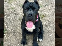 Şecereli anne babadan üst düzey cane corso yavrum