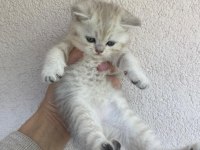 British shorthair