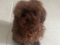 KORE YAVRUSU A KALİTE TEACUP RED BROWN TOY POODLE YAVRULAR