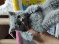 Kaliteli british shorthair yavrular dişi ve erkek mevcut