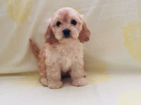 Maltipoo yavrular orijinal ev üretimi