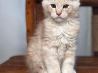 MAİNE COON DEV YAVRU KEDİLER ÇOK UYGUN DEV
