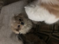 3 Aylık Erkek Ve Dişi Pekinez