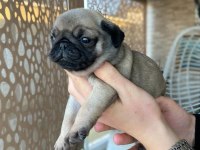 Yavru dişi pug