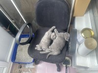 Aydın British Shorthair