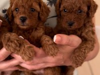 Toy poodle yavrular