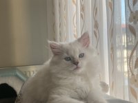 2 buçuk aylık dişi british longhair
