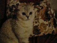 Uyumlu scottish fold kedimiz