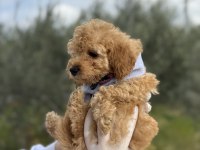 Brown toy poodle dişi