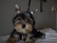 Yorkshire Terrier Yavrularımız