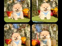 Pomeranian yavrular
