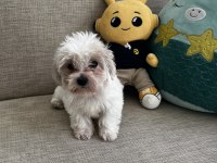 Yavru Kore Maltese