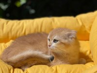 Hemen Teslim Scottish Fold Güzellikler