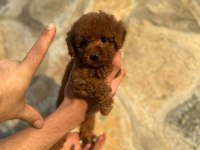 Teacup kore toy poodle
