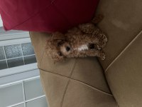 Yavru 3,5 aylık poodle