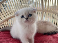 Scottish fold erkek yavrumuz yeni yuvasını arıyor