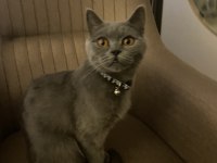 British shorthair 1,5 yaşında dişi