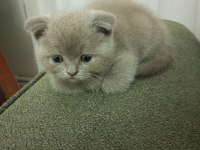 2.5 Aylık Erkek Scottish Fold Yavru