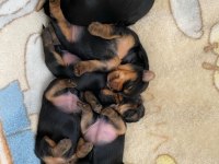 Minicik kızımın yorkshire terrier kızları