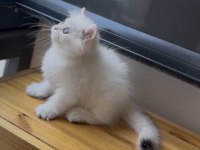 Ny1133 Golden Point Güzellik British Longhair