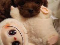 Kore teacup poodle bebeklerimiz