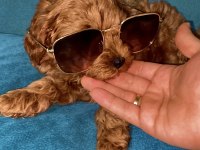 Yavru Toy poodle bebeklerimiz 5 günlük