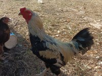 Satılık yumurta tavukları