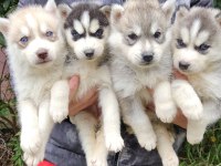 Irk ve sağlık garantili husky yavrularımız