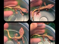 Crested Gecko Yavrular