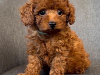 TOY POODLE YAVRULAR