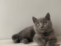 British shorthair kedisi