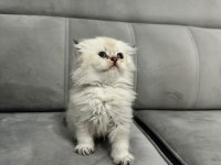 BRİTİSH LONGHAİR YAVRULAR