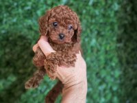 Mükemmel red brown toy poodle yavrular