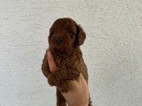 OYUNCAK BOY ERKEK DİŞİ POODLE BEBEKLERİM