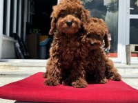 Petmode köpek çiftliğinde ziyarete açık toy poodle