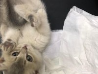 Acil british shorthair yavrumuza yuva aranıyor