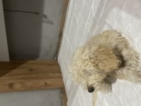 Yavru maltipoo poodle