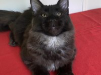 Kocaman maine coon erkek ns
