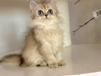 GÖZ ALICI MAVİ GÖZLÜ GOLDEN BRITISH LONGHAIR